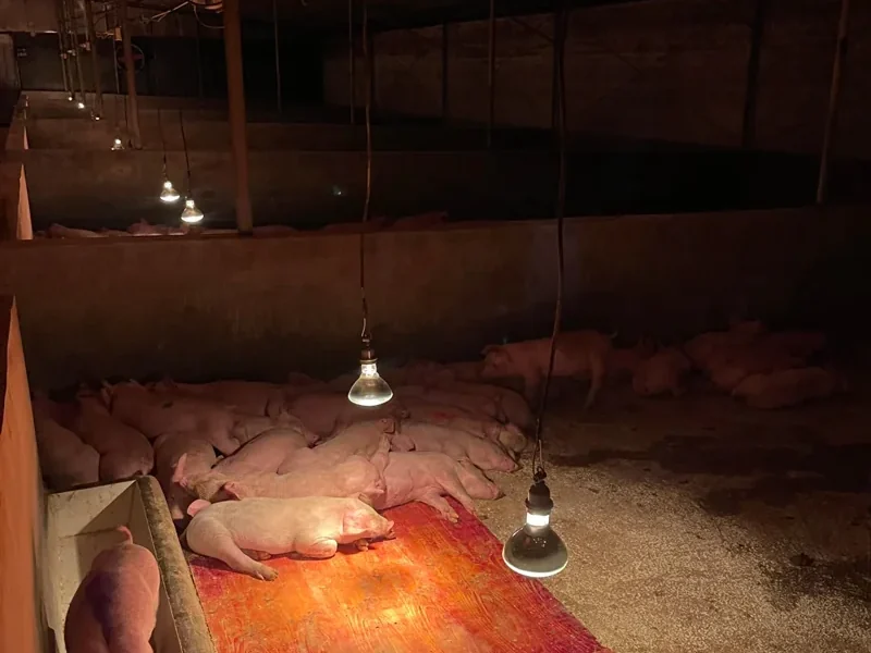 Pig farrowing pen lit by suspended heat lamps, with piglets resting on the heated mat under the lamp
